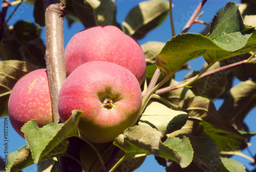 apples in tree, orchard branch paula red

