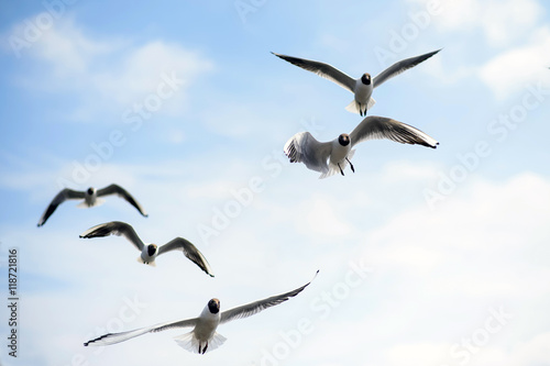 Seagulls soar in sky. Birds flying high in clouds. Free wild birds seagulls with the black heads.