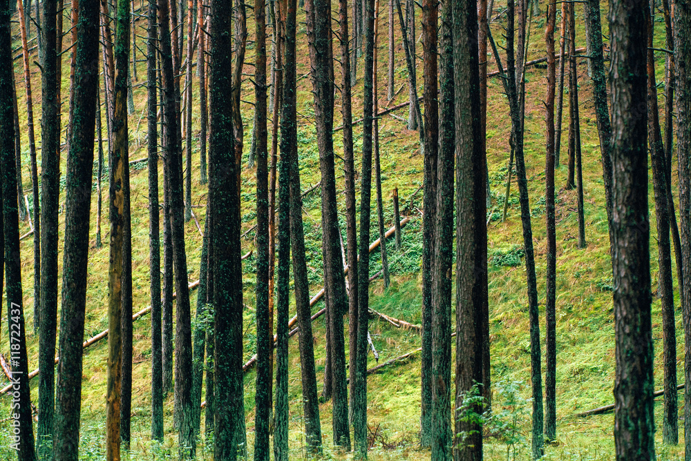 Obraz premium Pine forest. Poland