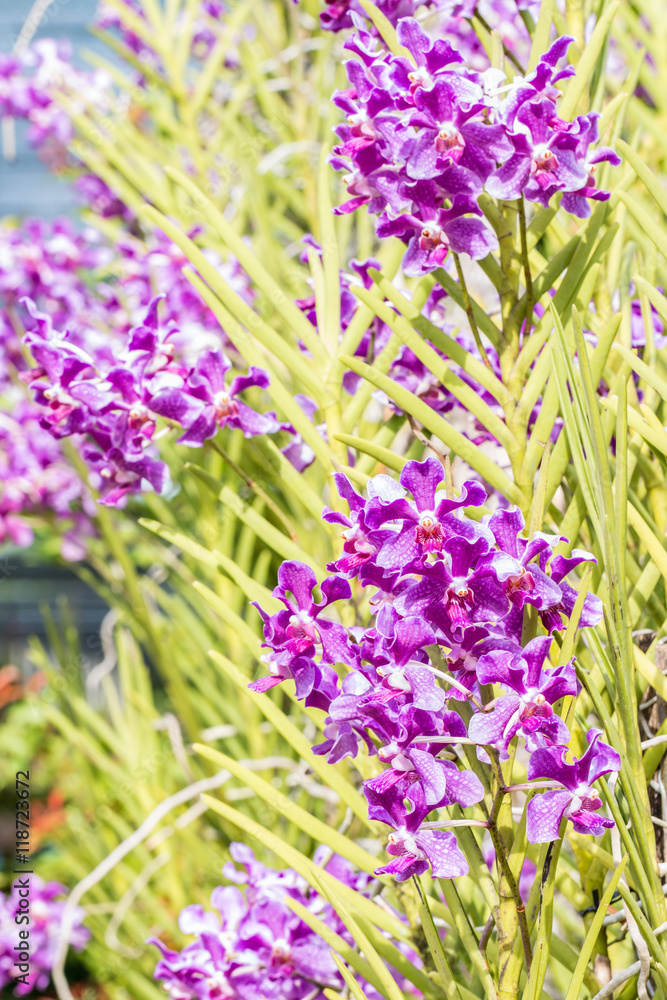 Obraz premium Purple orchids
