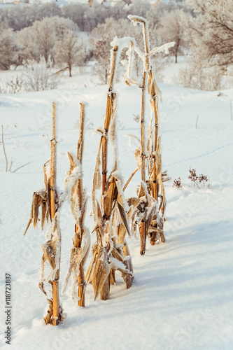 Winter background. Snow-covered bushes of corn in the frost. photo