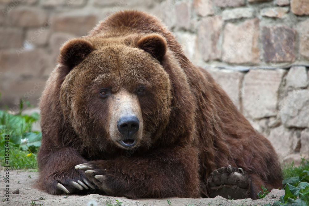 Mainland grizzly (Ursus arctos horribilis). Mainland grizzly (Ursus arctos horribilis).