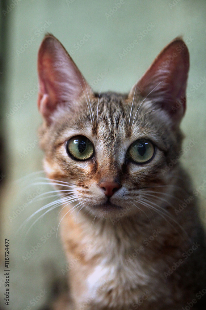 Arabian wildcat (Felis silvestris gordoni). Arabian wildcat (Felis silvestris gordoni).