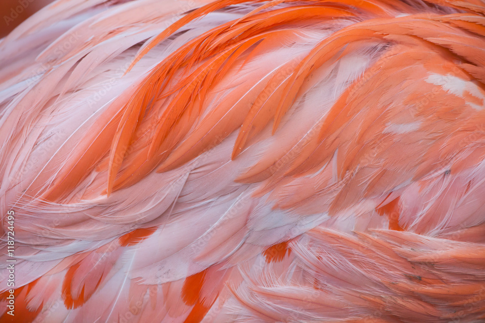 Naklejka premium Caribbean flamingo (Phoenicopterus ruber)