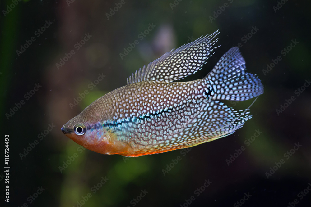 Pearl gourami (Trichopodus leerii)