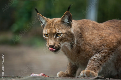 Northern lynx (Lynx lynx lynx).