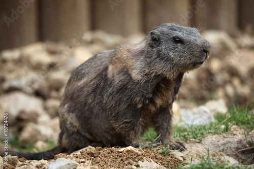 Alpine marmot (Marmota marmota).