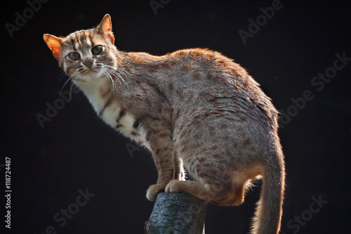 Photography Rusty-spotted cat (Prionailurus rubiginosus phillipsi).