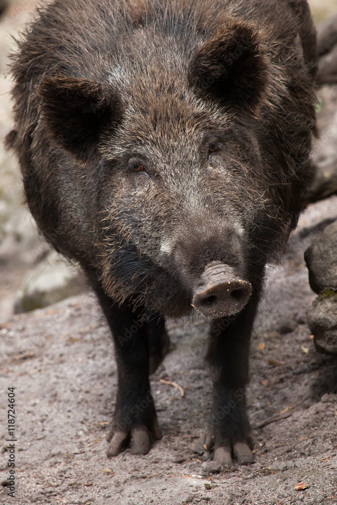 Wild boar (Sus scrofa). Wild boar (Sus scrofa).