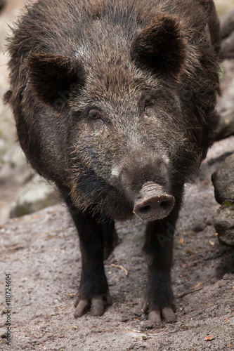 Wild boar (Sus scrofa).
