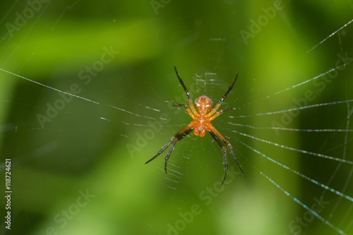 Spider in the forest