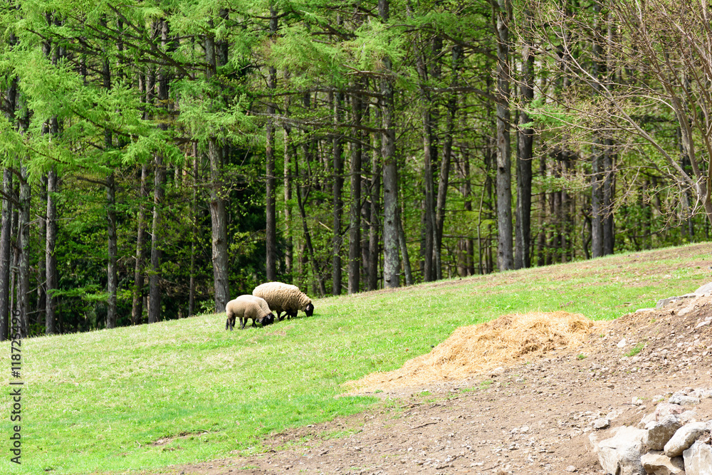 Obraz premium 森の牧場の羊