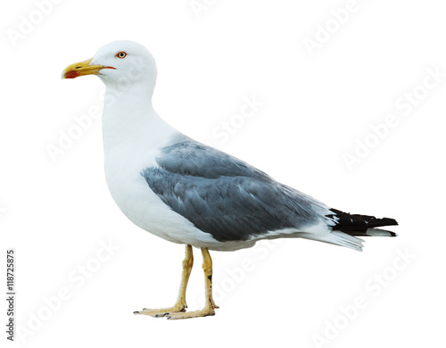 Sea gull profile on white background