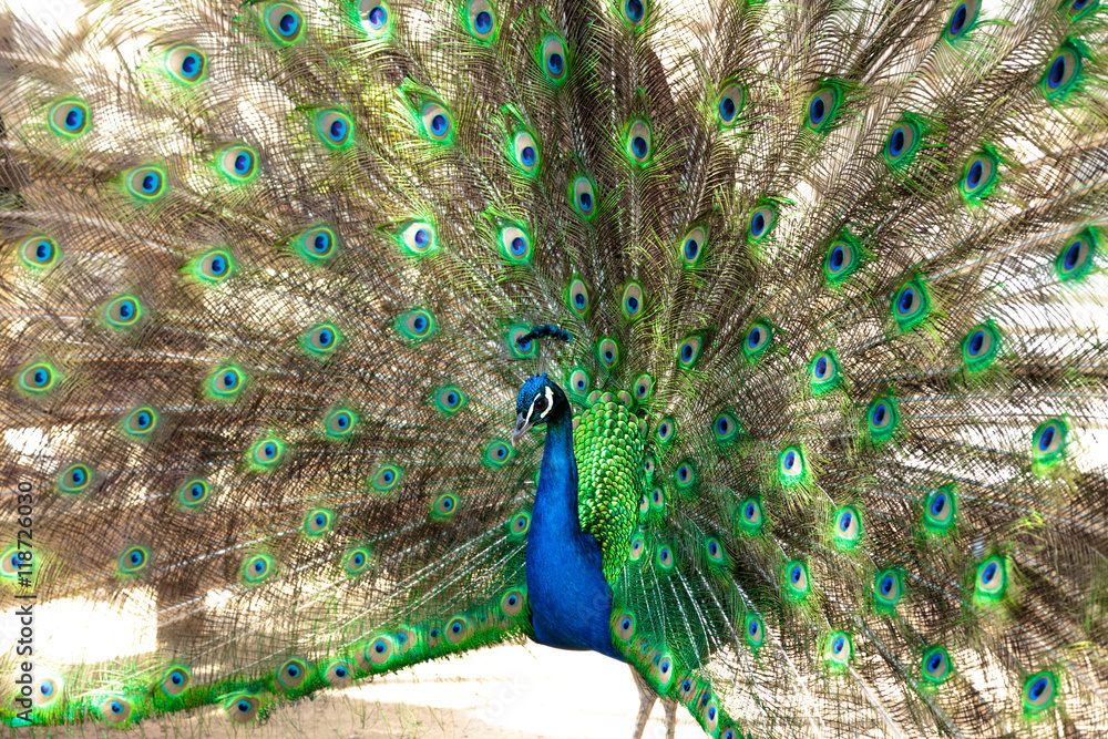 Obraz premium Beautiful male peacock with opened tail