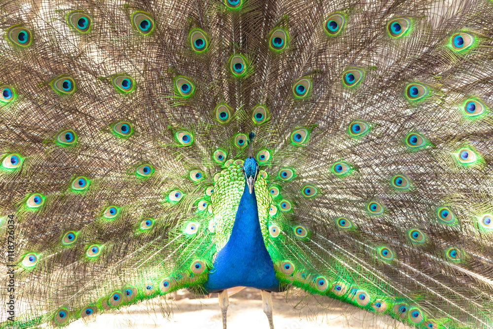 Obraz premium Beautiful male peacock with opened tail