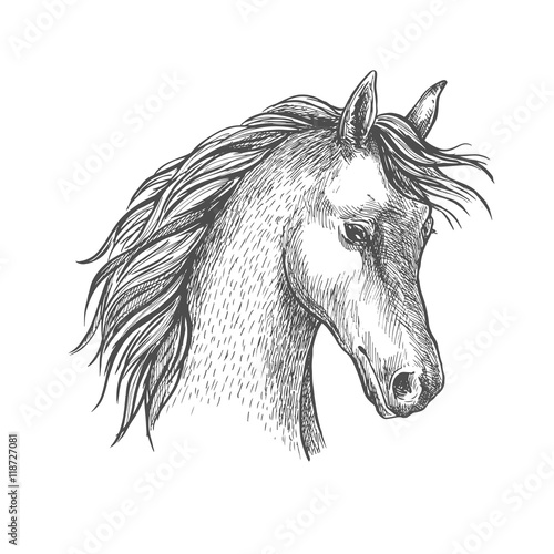 Fototapeta Naklejka Na Ścianę i Meble -  Head of arabian horse sketch symbol