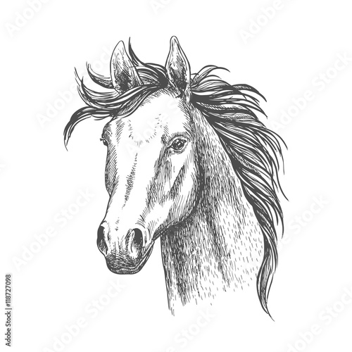 Fototapeta Naklejka Na Ścianę i Meble -  Mare horse sketch for equestrian sport design