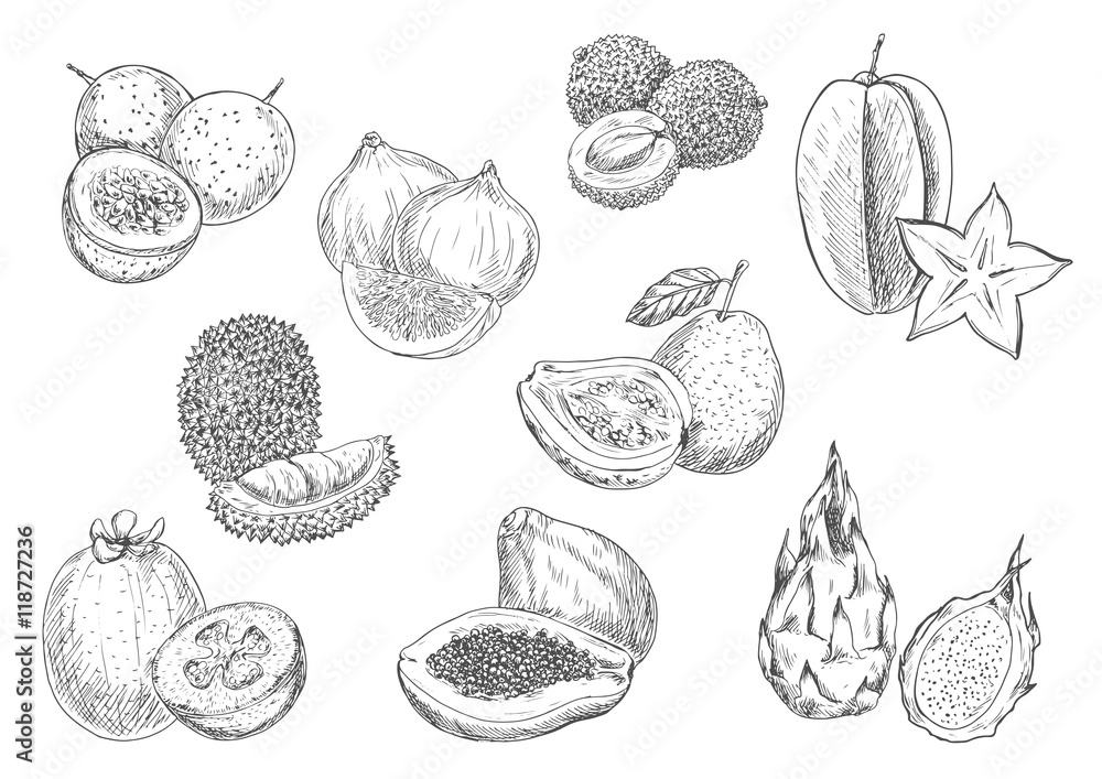 Cut fruit colored pencil drawing illustration set - Stock Illustration  [85256437] - PIXTA