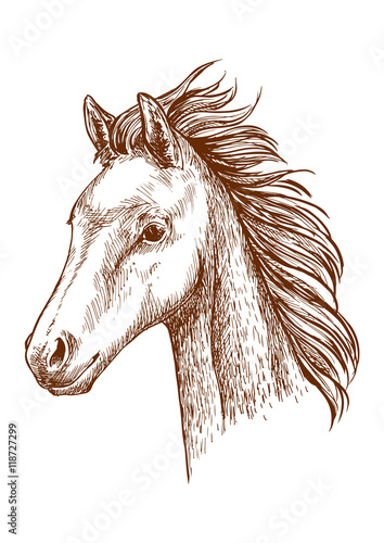 Brown horse pencil sketch portrait