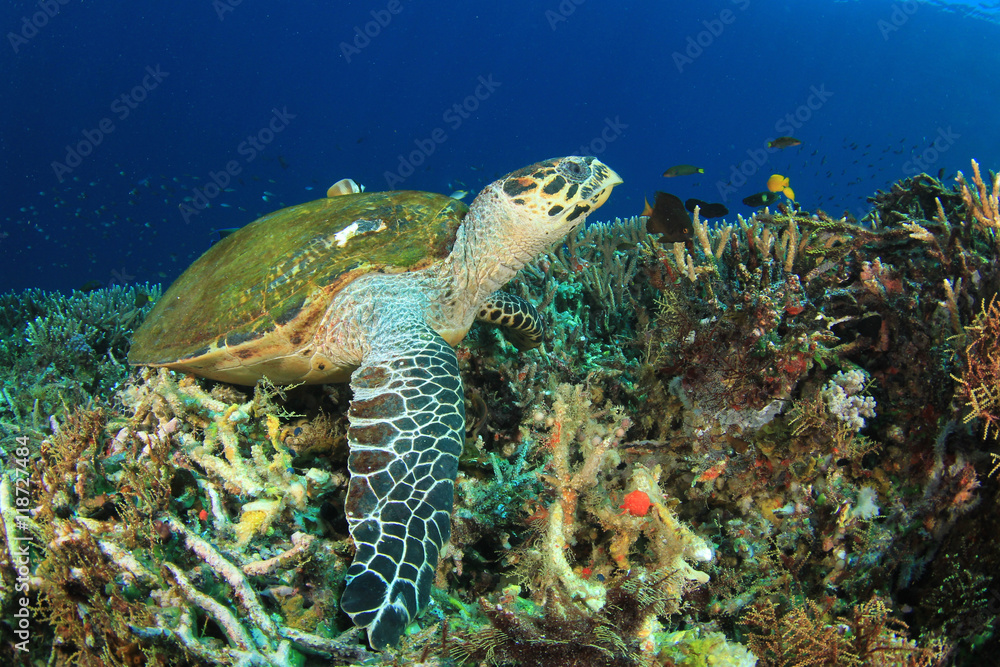 Naklejka premium Hawksbill Sea Turtle