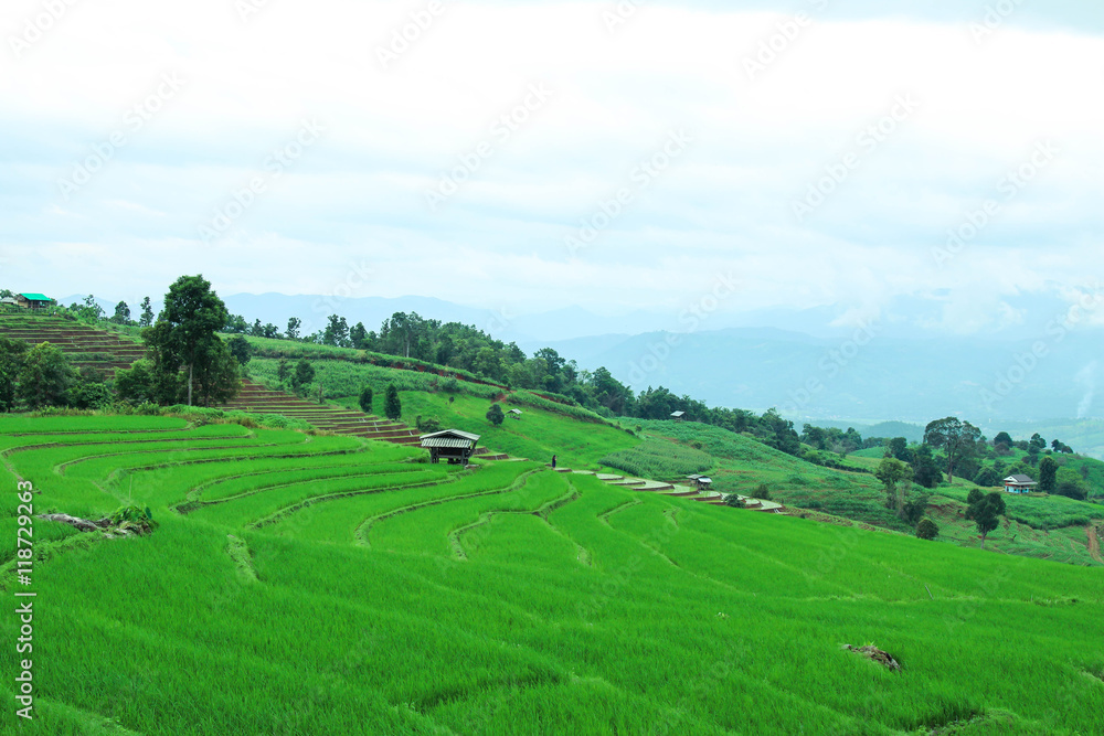 Naklejka premium green terraced rice field at pa bong piang village, Chiangmai, Thailand.