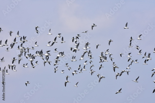 young black headed gulls