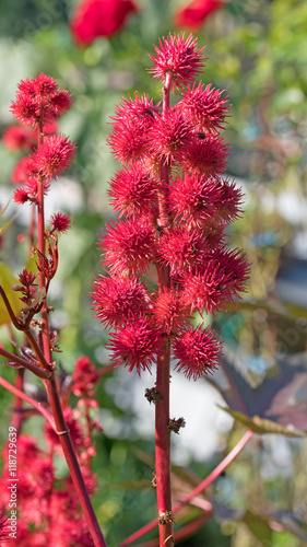 Wunderbaum, Rizinus, Ricinus communis photo