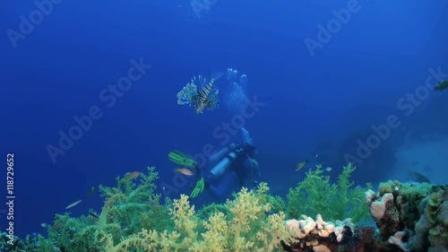 Wallpaper Mural Scorpionfishe Scorpion Fishe on reef. Amazing, beautiful underwater world Red Sea and life of its inhabitants, creatures and diving, travels with them. Wonderful experience in sea Torontodigital.ca