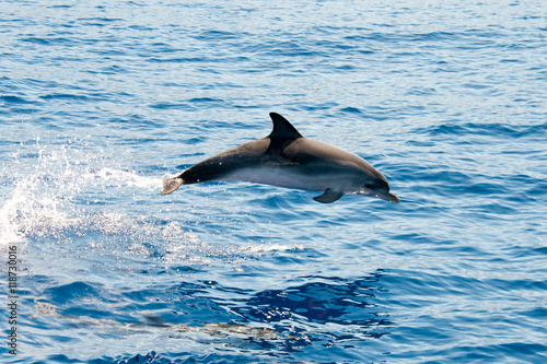 Atlantic spotted dolphins