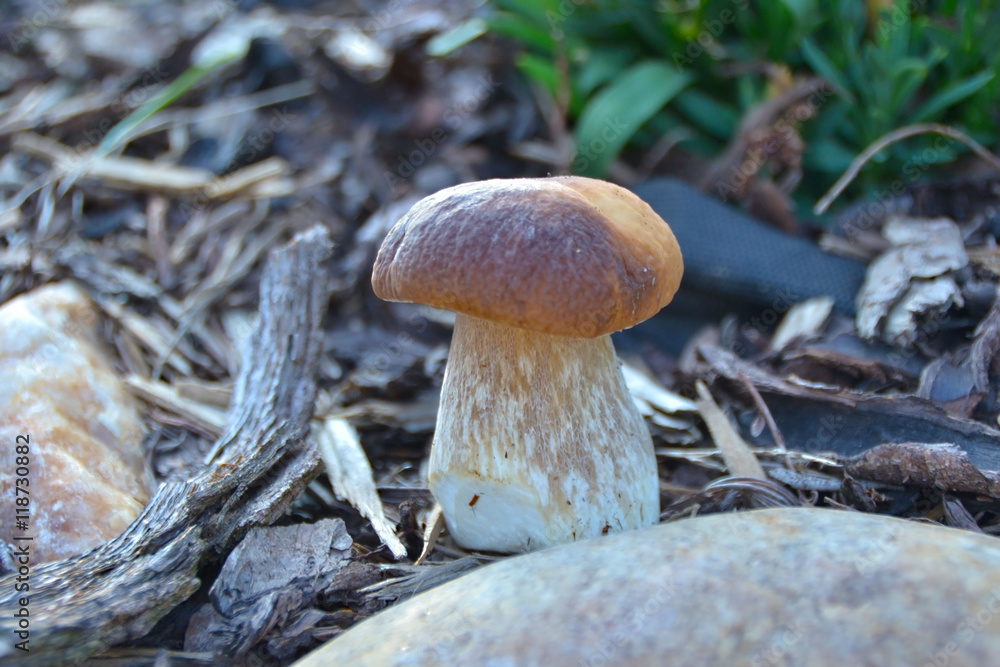 mushroom mushroom