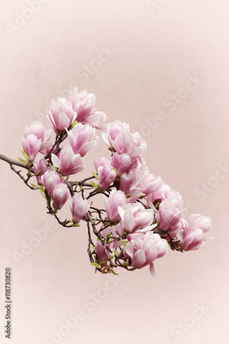 Kwiaty magnolii © gswozniak