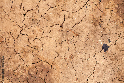 dry cracked earth. background © toomler