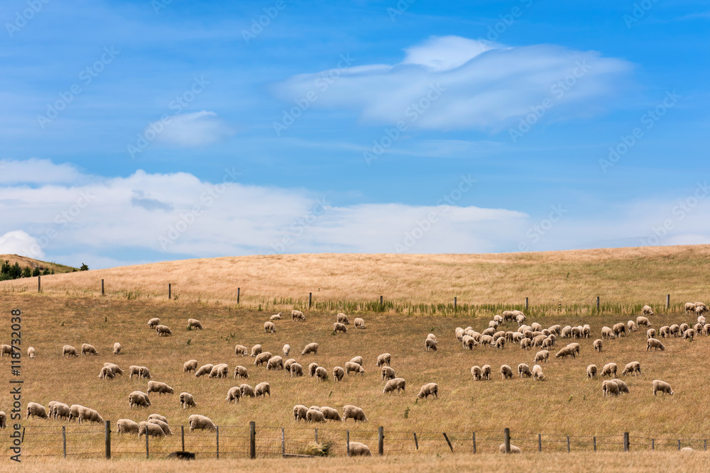 Fototapeta premium Flock of sheep grazing in a hill at sunset.