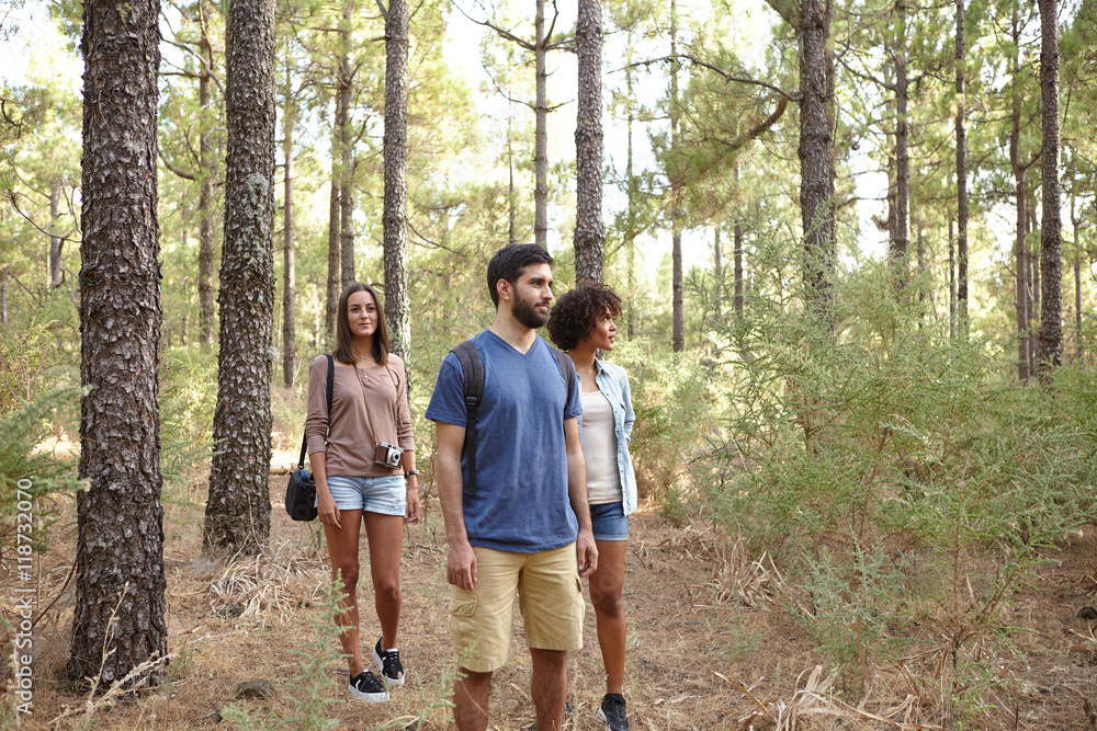 Friends strolling through a pine plantation