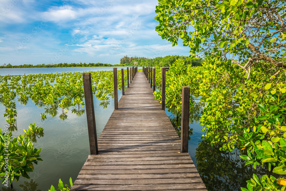 Fototapeta premium Long wood bridge in mangrove forest, Thailand