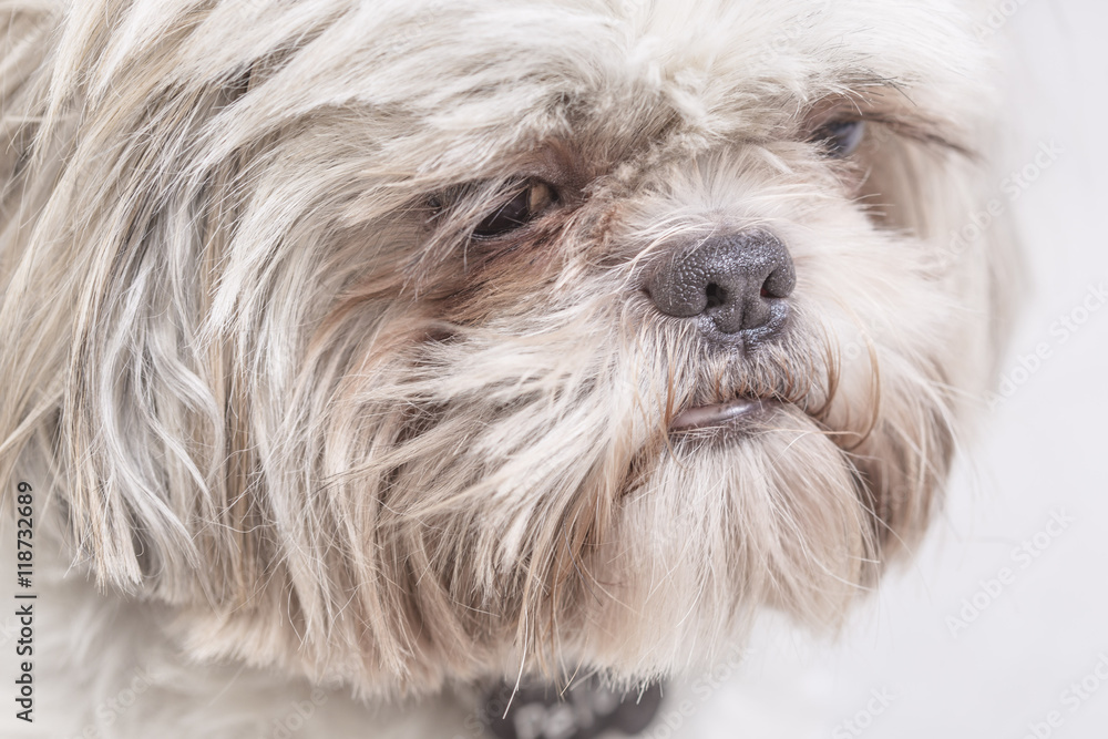 Cute hairy dog face portrait Stock Photo | Adobe Stock