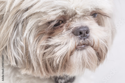 Cute hairy dog face portrait