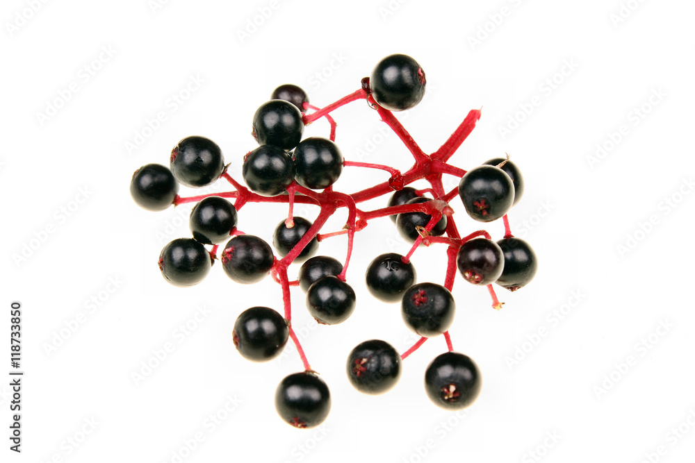 Black elderberry Black elderberry