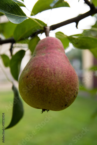Pear on the tree in the garden