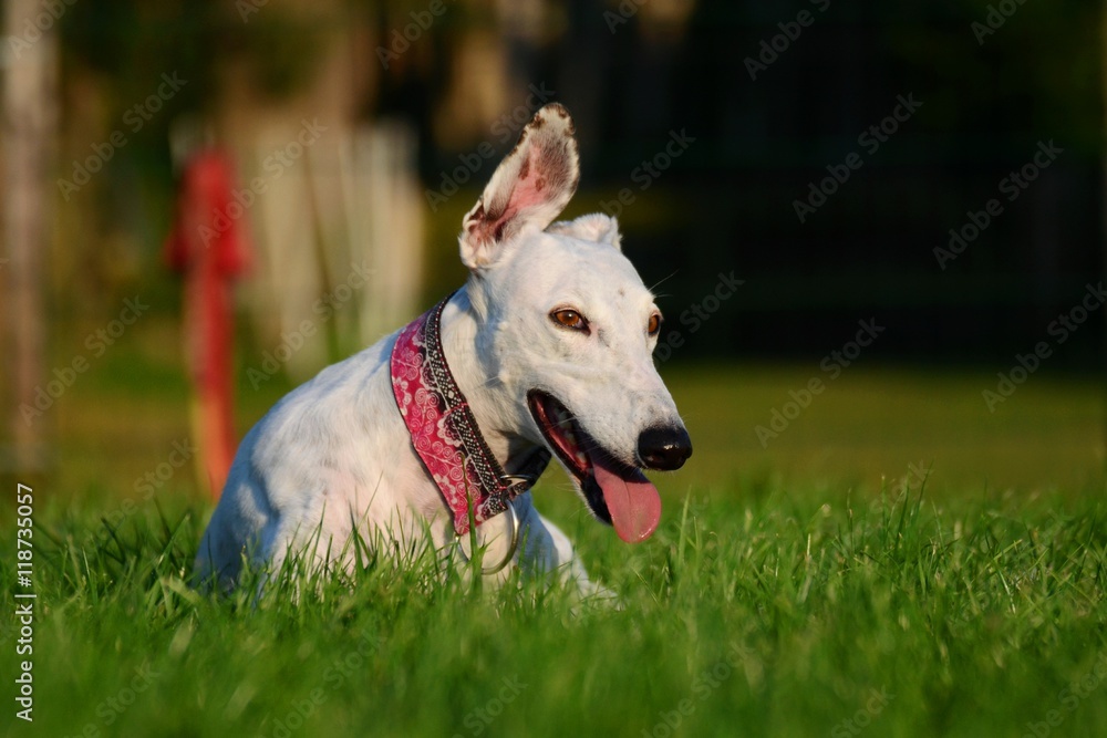 fröhlicher weißer Greyhound liegt entspannt im Gras