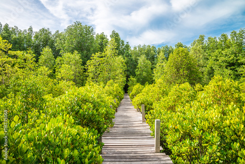 Long wood bridge in mangrove forest sunny day blue sky background - Green nature and save environmental concept. photo