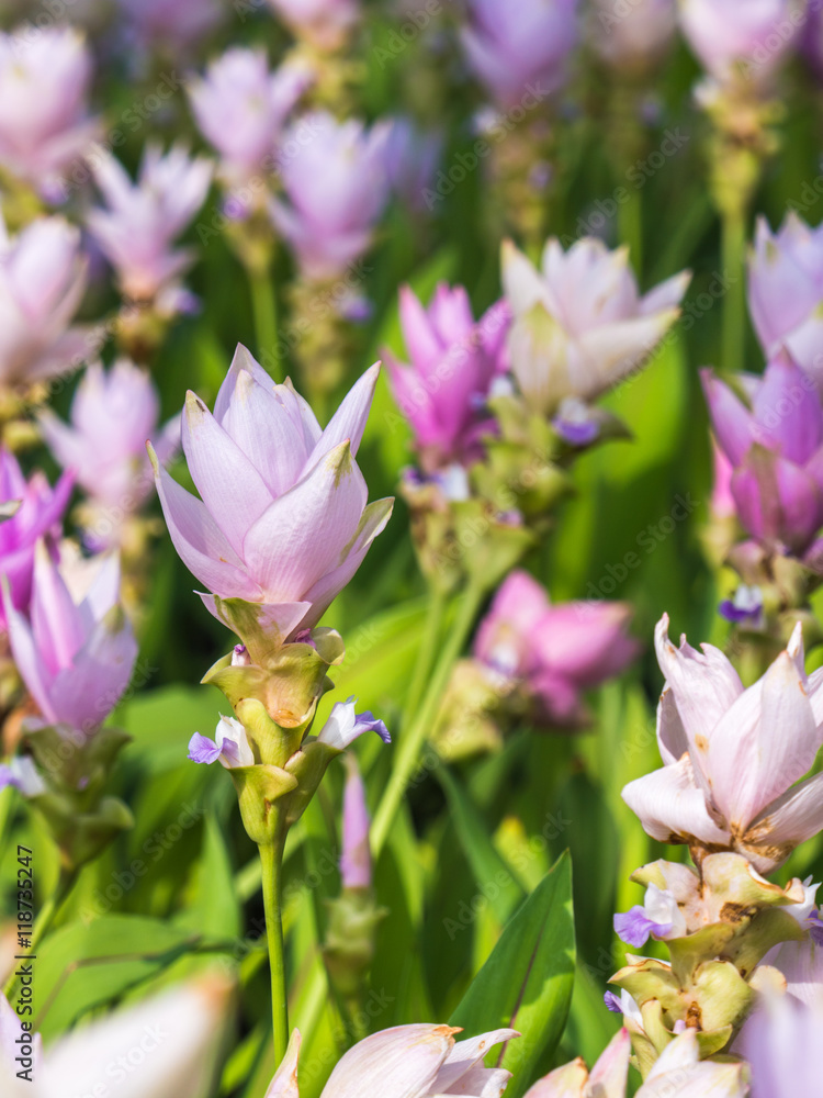Siam tulip field with blur background sweet tone Siam tulip field with blur background sweet tone