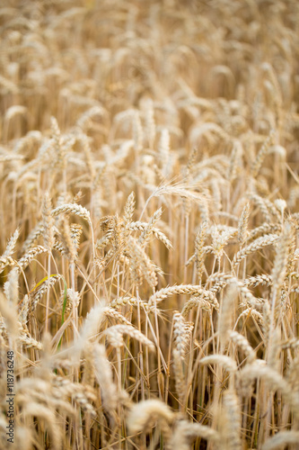 Field of rye. Wheat of field.