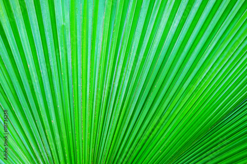 Beautiful green leaf as background