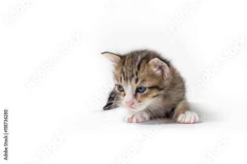 Kitten on white background