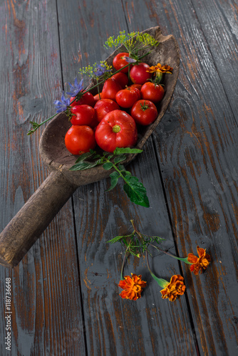 Fresh tomatoes on a wooden table. Fresh tomatoes in an old wooden ladle. Still life of vegetables.