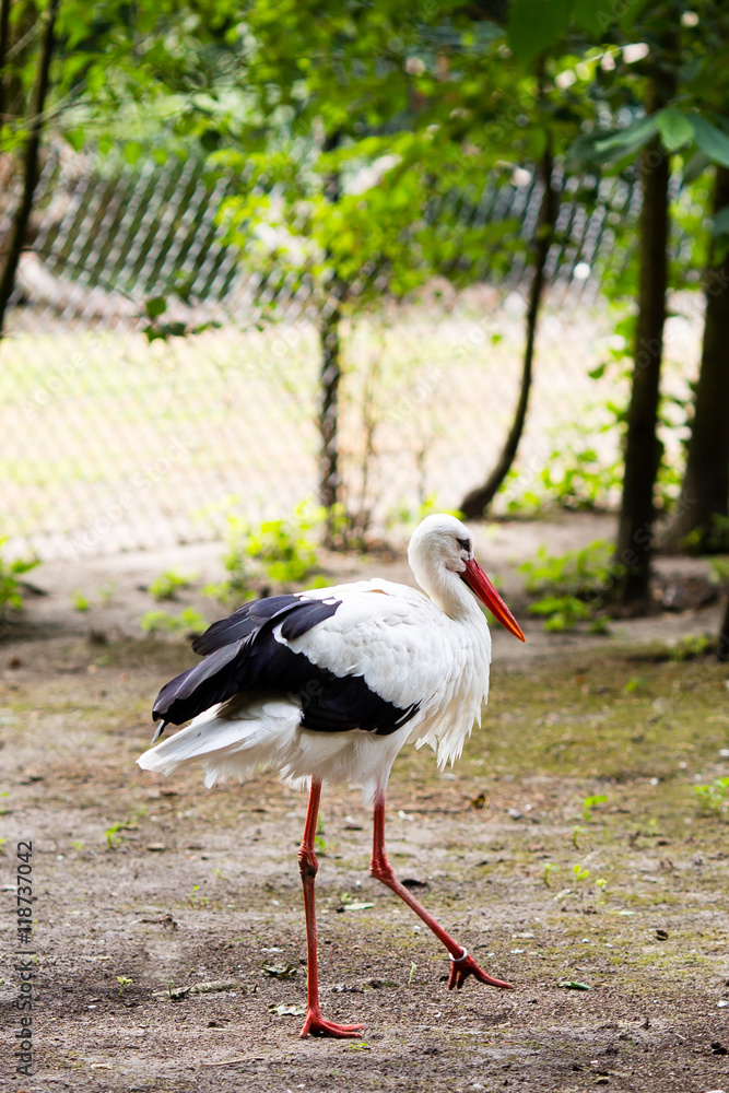 Fototapeta premium Stork on the wild park field.