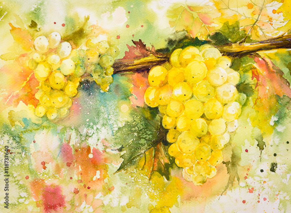 Obraz Wiązki żółci winogrona w winnicy Obraz tworzący z akwarelami.