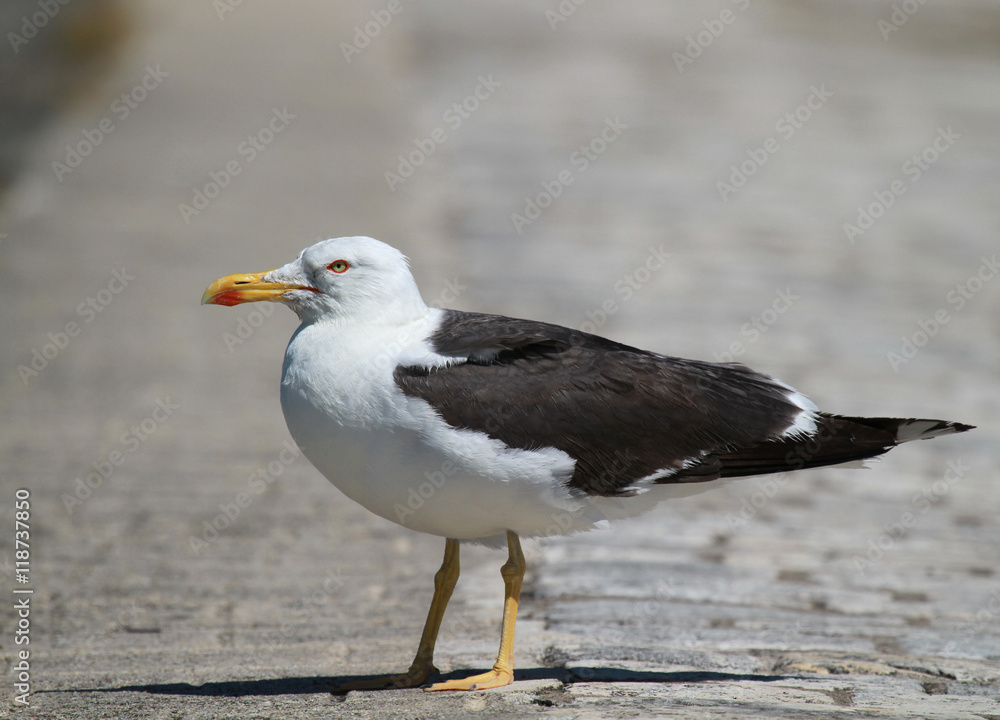 goéland brun de profil goéland brun de profil