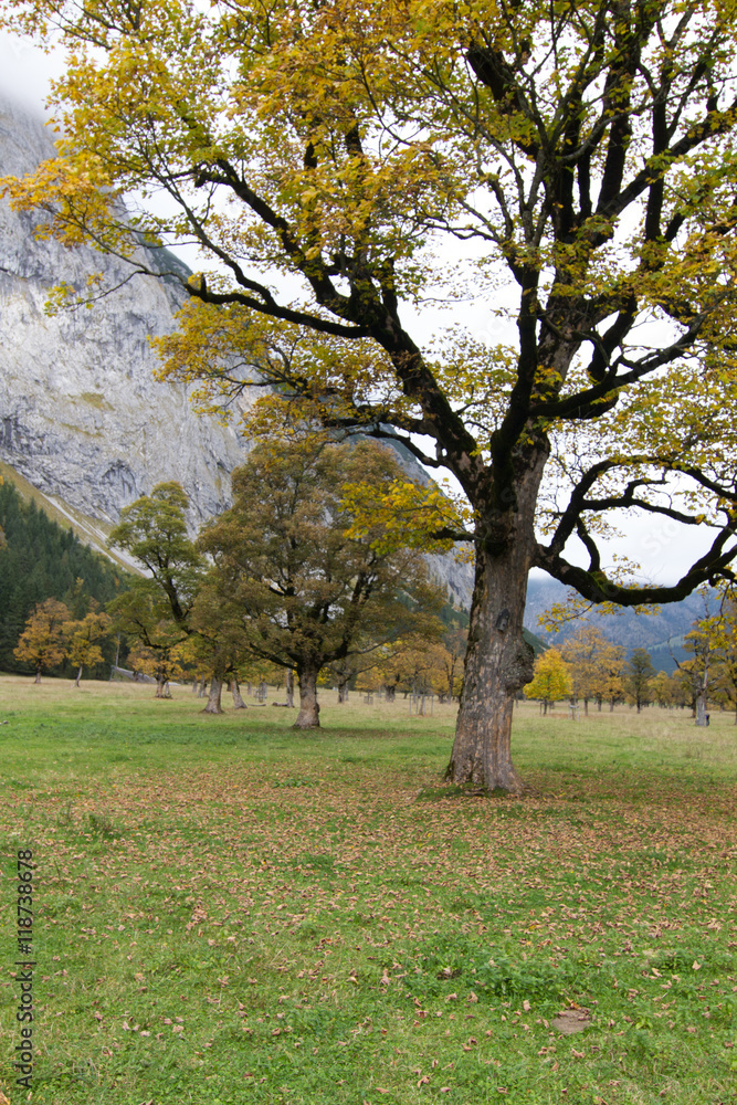 Fototapeta premium maple tree.